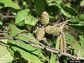 Alnus serrulata